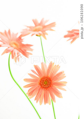 明るいピンクのガーベラ 106281090