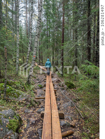 wooden hiking footpath in forest between trees in Skuleskogen National Park in Sweden in northern Europe Hoga Kusten 106281497
