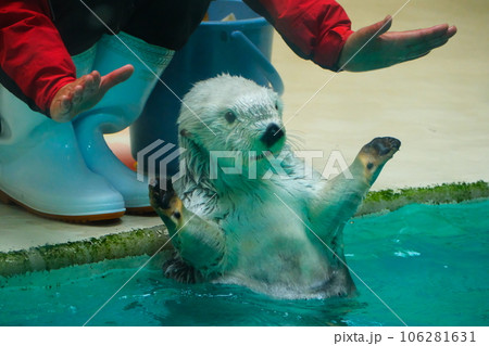 鳥羽水族館のラッコ 鳥羽水族館のラッコ 106281631