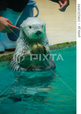 鳥羽水族館のラッコ 106281690