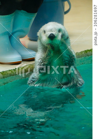 鳥羽水族館のラッコ 鳥羽水族館のラッコ 106281697