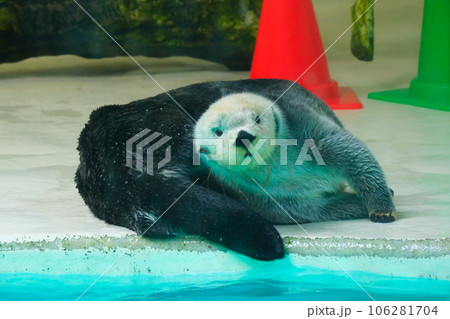 鳥羽水族館のラッコ 鳥羽水族館のラッコ 106281704