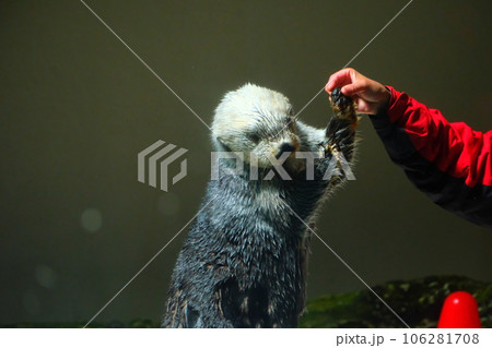 鳥羽水族館のラッコ 鳥羽水族館のラッコ 106281708