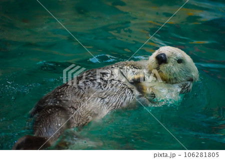 鳥羽水族館のラッコ 鳥羽水族館のラッコ 106281805