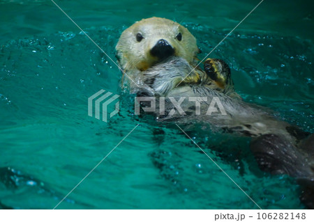 鳥羽水族館のラッコ 鳥羽水族館のラッコ 106282148
