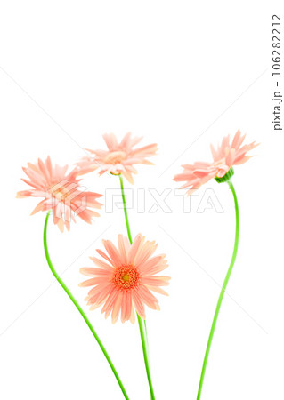 明るいピンクのガーベラの花 明るいピンクのガーベラの花 106282212