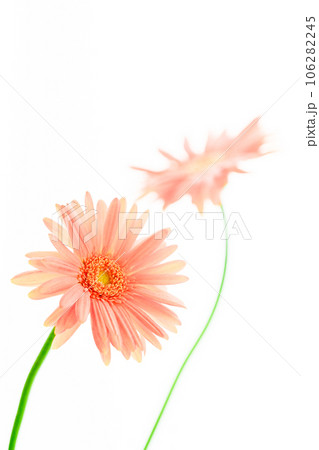 明るいピンクのガーベラの花 106282245