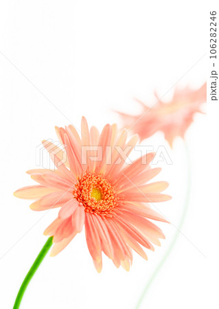 明るいピンクのガーベラの花 明るいピンクのガーベラの花 106282246