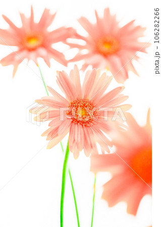 明るいピンクのガーベラの花 明るいピンクのガーベラの花 106282266