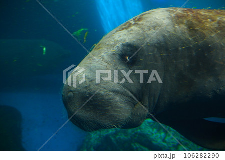 鳥羽水族館のマナティーの写真素材 [106282290] - PIXTA