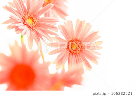 明るいピンクのガーベラの花 106282321