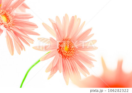 明るいピンクのガーベラの花 明るいピンクのガーベラの花 106282322