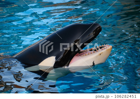 名古屋港水族館のシャチ 名古屋港水族館のシャチ 106282451