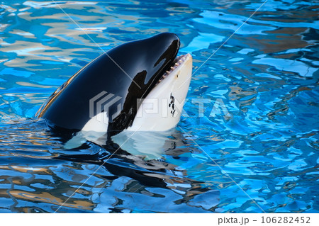 名古屋港水族館のシャチ 名古屋港水族館のシャチ 106282452