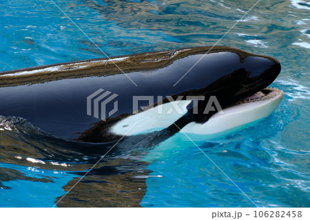 名古屋港水族館のシャチ 名古屋港水族館のシャチ 106282458