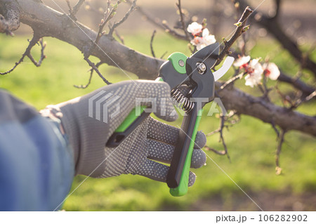 spring pruning of the garden with secateurs, care for trees and bushes 106282902