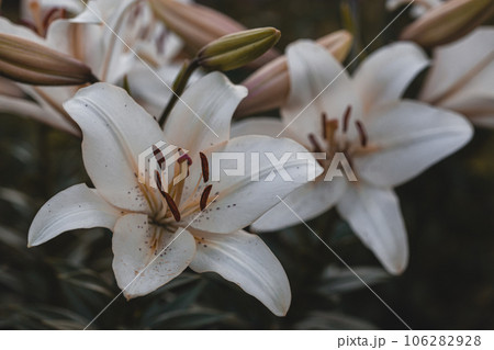white lilies macro photography in summer day. Beauty garden lily with white petals close up garden photography. 106282928