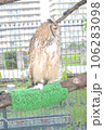 ふくろう　ジロ目 106283098