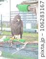 鷲 106283167