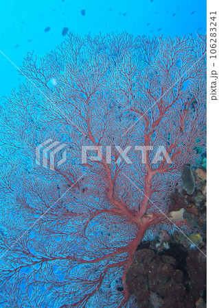 イソバナに舞う魚 沖縄の海 イソバナに舞う魚 沖縄の海 106283241