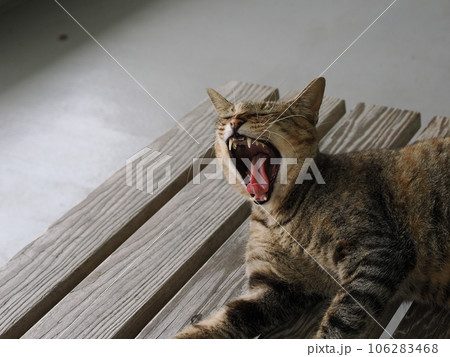 ヒンヤリ冷たい床でくつろぐネコ ヒンヤリ冷たい床でくつろぐネコ 106283468