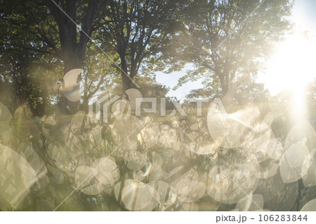 爽やかな新緑イメージ素材 爽やかな新緑イメージ素材 106283844