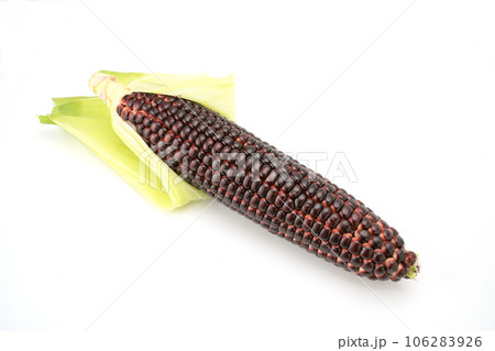 パープルコーン 106283926