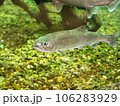 水族館のサクラマス（ヤマメ） 106283929
