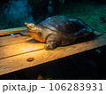 スポットライトを浴びるニホンスッポン 106283931