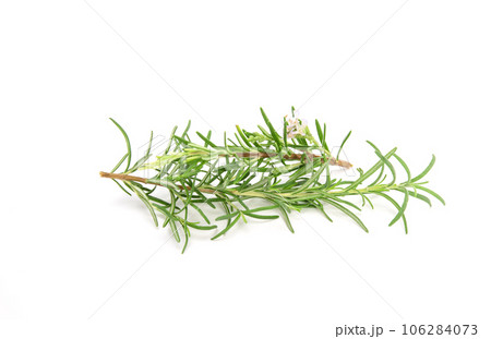 Rosemary sprig isolated on white background. Aromatic evergreen shrub Rosemary sprig isolated on white background. Aromatic evergreen shrub 106284073