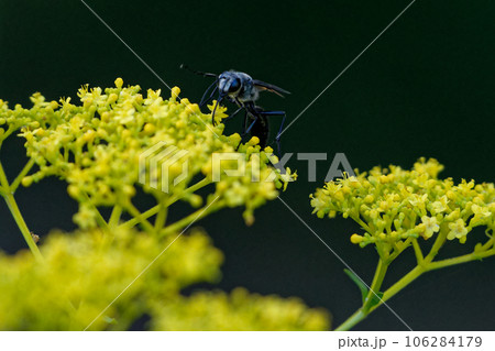 オミナエシで吸蜜するクロアナバチ オミナエシで吸蜜するクロアナバチ 106284179