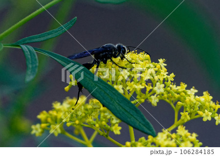 オミナエシで吸蜜するクロアナバチ 106284185