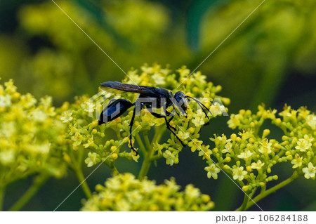 オミナエシで吸蜜するクロアナバチ 106284188
