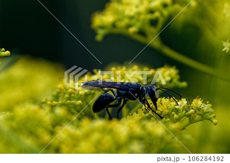 オミナエシで吸蜜するクロアナバチ 106284192