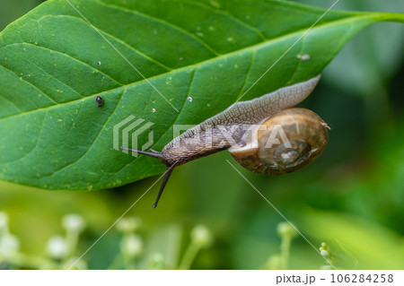 葉の裏のカタツムリ（ナミマイマイ） 106284258