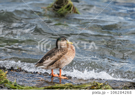 琵琶湖畔のマルガモ 106284268