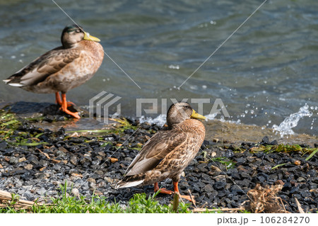 琵琶湖畔のマルガモ 琵琶湖畔のマルガモ 106284270