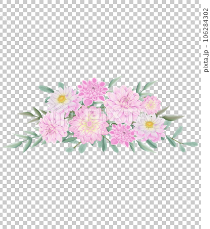 pink dahlia flower pink dahlia flower 106284302