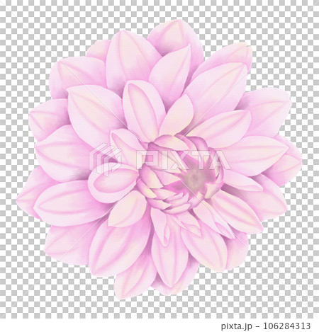pink dahlia flower 106284313