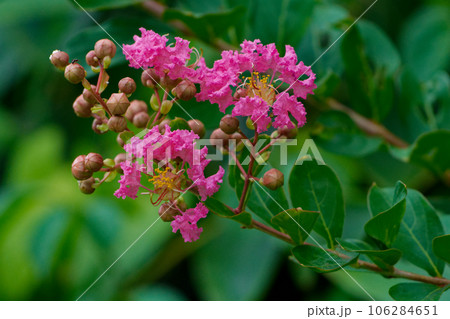 赤いサルスベリの花 赤いサルスベリの花 106284651