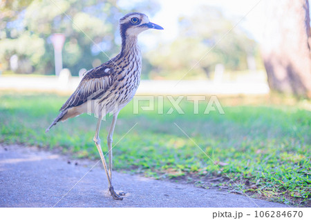 オーストラリア・クイーンズランド州にいるブッシュストーンカール