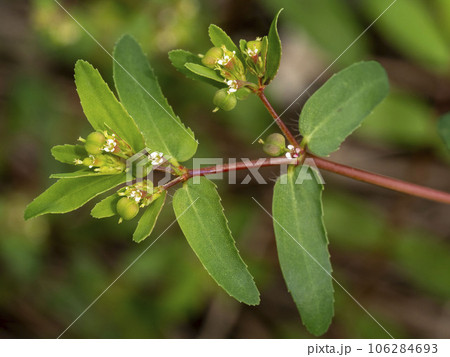帰化植物のオオニシキソウ 帰化植物のオオニシキソウ 106284693