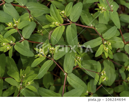 帰化植物のオオニシキソウ 帰化植物のオオニシキソウ 106284694