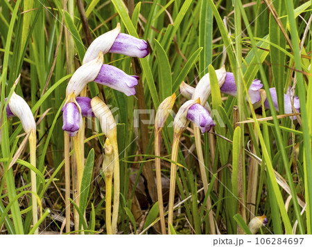 ススキの近くに生えるナンバンギセルの花 106284697