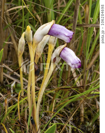ススキの近くに生えるナンバンギセルの花 106284698