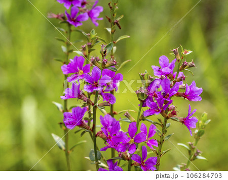 ミソハギの花 ミソハギの花 106284703