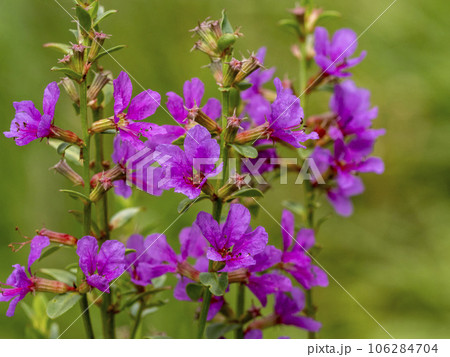 ミソハギの花 ミソハギの花 106284704