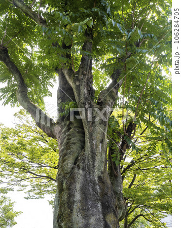 神樹(ニワウルシ)の大木 神樹(ニワウルシ)の大木 106284705