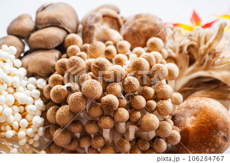 秋の味覚　きのこ 106284767