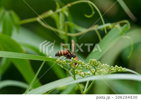 訪花昆虫ヒメスズメバチ♀ 106284830